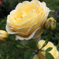 Sunrise Rose Seedlings Flower Seeds Perennial Growing Bonsai Corms Tubers Potted Planting Reblooming Fragrant Garden Roots Rhizomes Species Blooms Plant Bulbs Gardening Tree