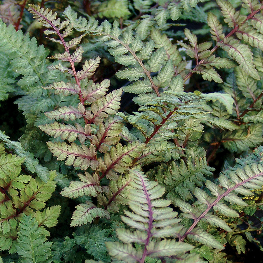 Athyrium Regal Red