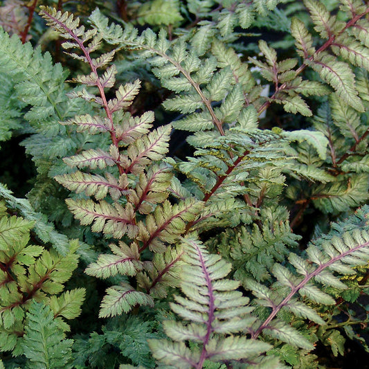 Athyrium Regal Red