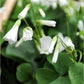 Regnellii Oxalis Bulbs Wood Sorrel Shamrock Perennial Growing Bonsai Roots Rhizomes Corms Tubers Potted Planting Reblooming Fragrant Garden Species Blooms Flower Seeds Plant Gardening
