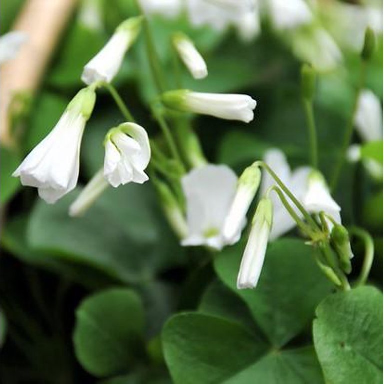 Regnellii Oxalis Bulbs Wood Sorrel Shamrock Perennial Growing Bonsai Roots Rhizomes Corms Tubers Potted Planting Reblooming Fragrant Garden Species Blooms Flower Seeds Plant Gardening