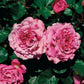 Rosa Agnes Schilliger Rose Seedlings Flower Seeds Perennial Growing Bonsai Corms Tubers Potted Planting Reblooming Fragrant Garden Roots Rhizomes Species Blooms Plant Bulbs Gardening Tree