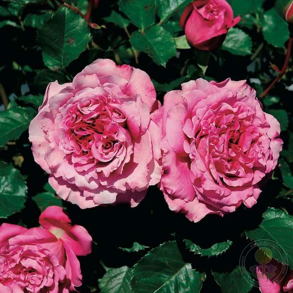Rosa Agnes Schilliger Rose Seedlings Flower Seeds Perennial Growing Bonsai Corms Tubers Potted Planting Reblooming Fragrant Garden Roots Rhizomes Species Blooms Plant Bulbs Gardening Tree