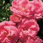 Alea Rose Seedlings Flower Seeds Perennial Growing Bonsai Corms Tubers Potted Planting Reblooming Fragrant Garden Roots Rhizomes Species Blooms Plant Bulbs Gardening Tree