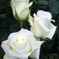 Anastasia Rose Seedlings Flower Seeds Perennial Growing Bonsai Corms Tubers Potted Planting Reblooming Fragrant Garden Roots Rhizomes Species Blooms Plant Bulbs Gardening Tree