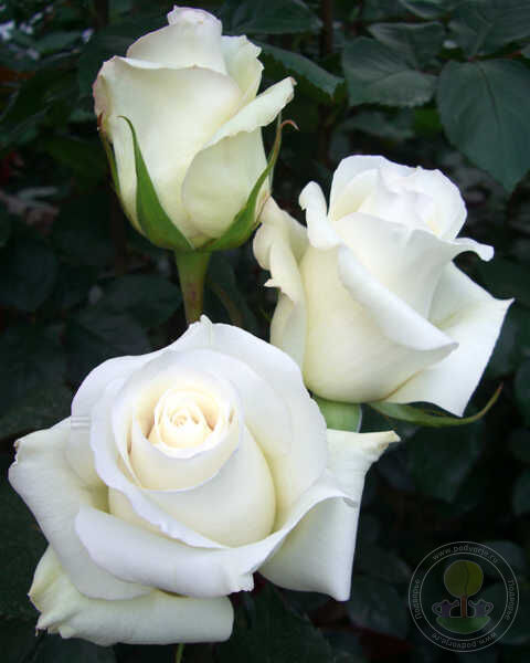 Anastasia Rose Seedlings Flower Seeds Perennial Growing Bonsai Corms Tubers Potted Planting Reblooming Fragrant Garden Roots Rhizomes Species Blooms Plant Bulbs Gardening Tree