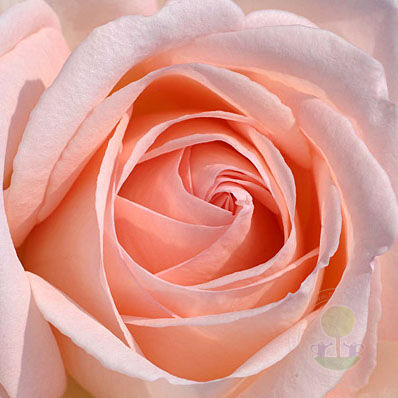 Andre le notre Rose Seedlings Flower Seeds Perennial Growing Bonsai Corms Tubers Potted Planting Reblooming Fragrant Garden Roots Rhizomes Species Blooms Plant Bulbs Gardening Tree