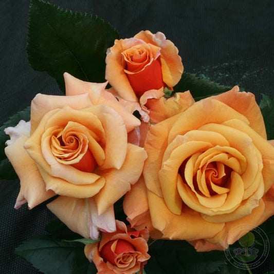 Ann Henderson Rose Seedlings Flower Seeds Perennial Growing Bonsai Corms Tubers Potted Planting Reblooming Fragrant Garden Roots Rhizomes Species Blooms Plant Bulbs Gardening Tree