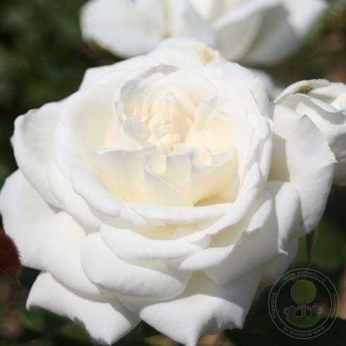 Annapurna Rose Seedlings Flower Seeds Perennial Growing Bonsai Corms Tubers Potted Planting Reblooming Fragrant Garden Roots Rhizomes Species Blooms Plant Bulbs Gardening Tree