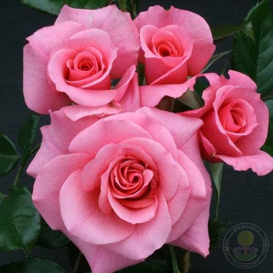 Anne Birnhak Rose Seedlings Flower Seeds Perennial Growing Bonsai Corms Tubers Potted Planting Reblooming Fragrant Garden Roots Rhizomes Species Blooms Plant Bulbs Gardening Tree