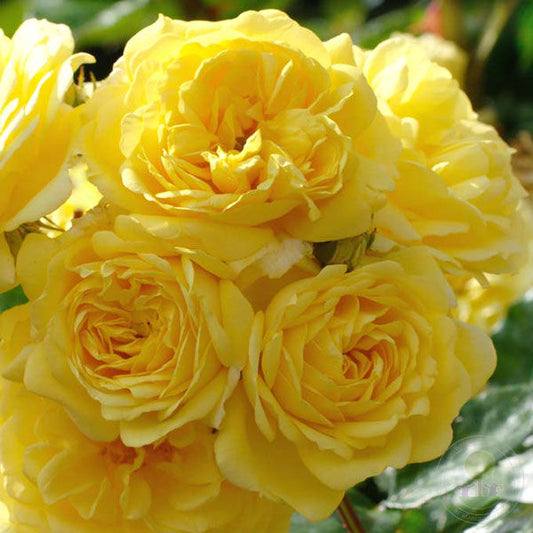 Annie dupreis Rose Seedlings Flower Seeds Perennial Growing Bonsai Corms Tubers Potted Planting Reblooming Fragrant Garden Roots Rhizomes Species Blooms Plant Bulbs Gardening Tree