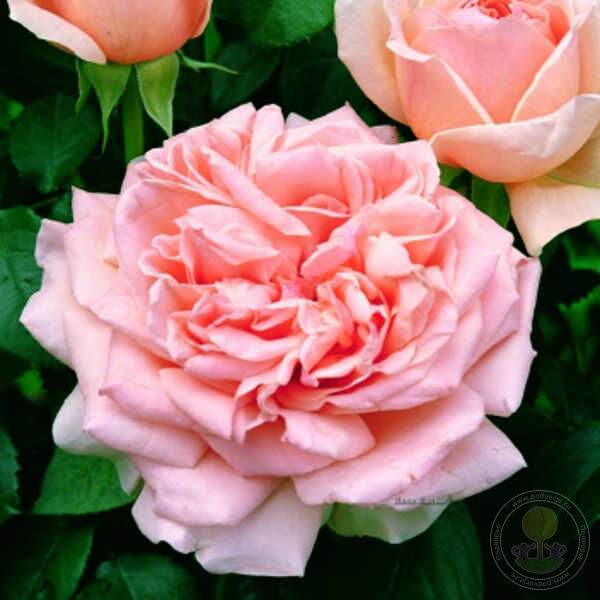 Antico Amore Rose Seedlings Flower Seeds Perennial Growing Bonsai Corms Tubers Potted Planting Reblooming Fragrant Garden Roots Rhizomes Species Blooms Plant Bulbs Gardening Tree