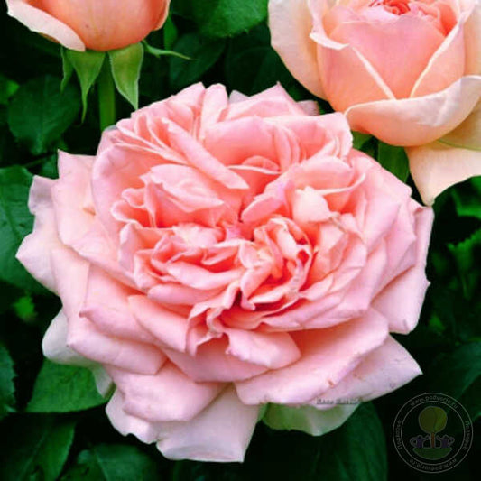 Antico Amore Rose Seedlings Flower Seeds Perennial Growing Bonsai Corms Tubers Potted Planting Reblooming Fragrant Garden Roots Rhizomes Species Blooms Plant Bulbs Gardening Tree