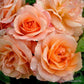Signed azrila Rose Seedlings Flower Seeds Perennial Growing Bonsai Corms Tubers Potted Planting Reblooming Fragrant Garden Roots Rhizomes Species Blooms Plant Bulbs Gardening Tree
