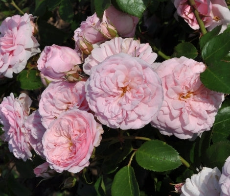 Blush Rose Seedlings Flower Seeds Perennial Growing Bonsai Corms Tubers Potted Planting Reblooming Fragrant Garden Roots Rhizomes Species Blooms Plant Bulbs Gardening Tree