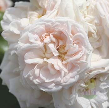 Banquet Rose Seedlings Flower Seeds Perennial Growing Bonsai Corms Tubers Potted Planting Reblooming Fragrant Garden Roots Rhizomes Species Blooms Plant Bulbs Gardening Tree