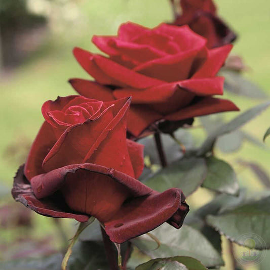 Barcarole count of barcarole Rose Seedlings Flower Seeds Perennial Growing Bonsai Corms Tubers Potted Planting Reblooming Fragrant Garden Roots Rhizomes Species Blooms Plant Bulbs Gardening Tree