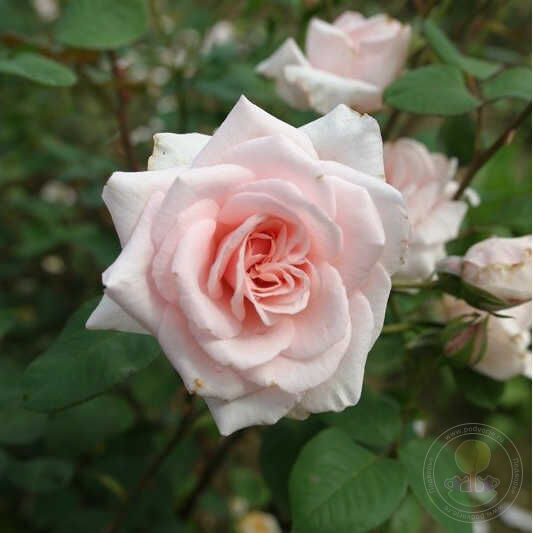 Beatrice Krismer Rose Seedlings Flower Seeds Perennial Growing Bonsai Corms Tubers Potted Planting Reblooming Fragrant Garden Roots Rhizomes Species Blooms Plant Bulbs Gardening Tree