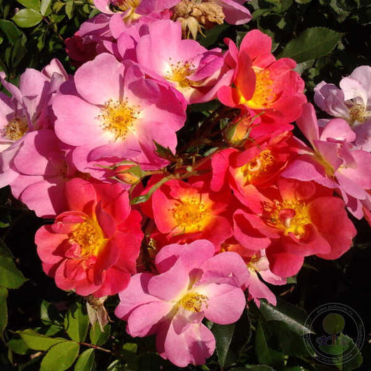 Beauregard Rose Seedlings Flower Seeds Perennial Growing Bonsai Corms Tubers Potted Planting Reblooming Fragrant Garden Roots Rhizomes Species Blooms Plant Bulbs Gardening Tree