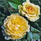 Bella di tody Rose Seedlings Flower Seeds Perennial Growing Bonsai Corms Tubers Potted Planting Reblooming Fragrant Garden Roots Rhizomes Species Blooms Plant Bulbs Gardening Tree