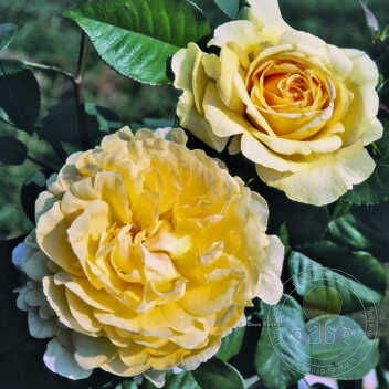 Bella di tody Rose Seedlings Flower Seeds Perennial Growing Bonsai Corms Tubers Potted Planting Reblooming Fragrant Garden Roots Rhizomes Species Blooms Plant Bulbs Gardening Tree