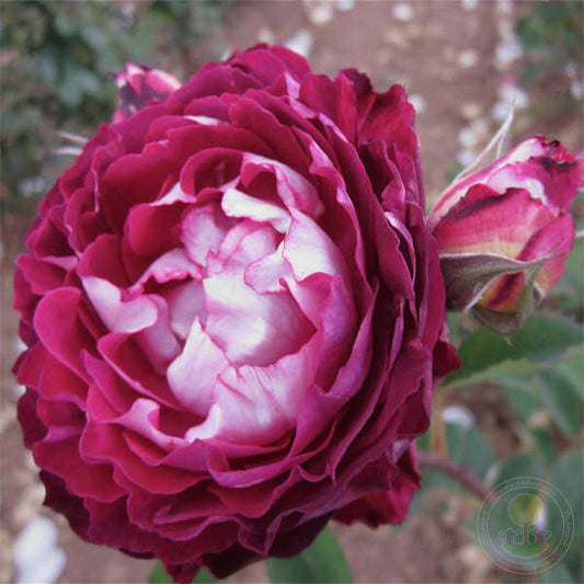 Belle De Segosa Rose Seedlings Flower Seeds Perennial Growing Bonsai Corms Tubers Potted Planting Reblooming Fragrant Garden Roots Rhizomes Species Blooms Plant Bulbs Gardening Tree