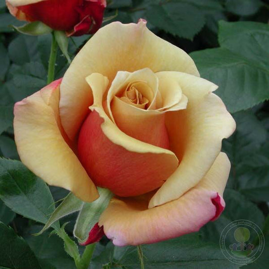 Bel epoch Rose Seedlings Flower Seeds Perennial Growing Bonsai Corms Tubers Potted Planting Reblooming Fragrant Garden Roots Rhizomes Species Blooms Plant Bulbs Gardening Tree