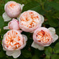 Belle romantica Rose Seedlings Flower Seeds Perennial Growing Bonsai Corms Tubers Potted Planting Reblooming Fragrant Garden Roots Rhizomes Species Blooms Plant Bulbs Gardening Tree