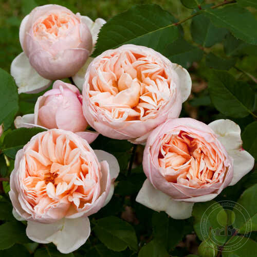 Belle romantica Rose Seedlings Flower Seeds Perennial Growing Bonsai Corms Tubers Potted Planting Reblooming Fragrant Garden Roots Rhizomes Species Blooms Plant Bulbs Gardening Tree