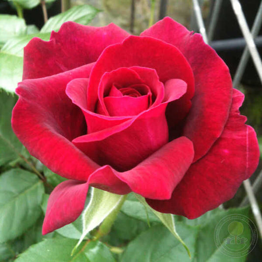 Bellevue Rose Plant Seedlings Flower Seeds Perennial Growing Bonsai Corms Tubers Potted Planting Reblooming Fragrant Garden Roots Rhizomes Species Blooms Bulbs Gardening Tree
