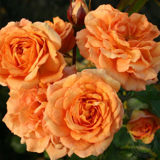 Bentheimer Gold Rose Plant Seedlings Flower Seeds Perennial Growing Bonsai Corms Tubers Potted Planting Reblooming Fragrant Garden Roots Rhizomes Species Blooms Bulbs Gardening Tree