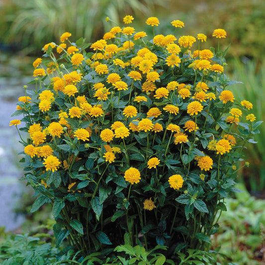 Asahi False Sunflower
