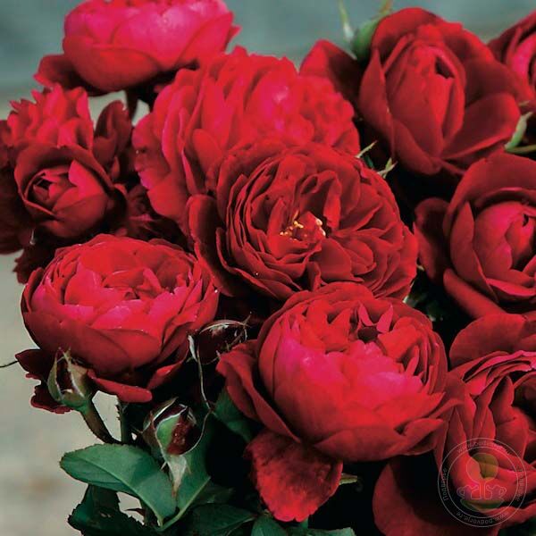 Bisantener DE guyo Rose Seedlings Flower Seeds Perennial Growing Bonsai Corms Tubers Potted Planting Reblooming Fragrant Garden Roots Rhizomes Species Blooms Plant Bulbs Gardening Tree