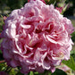 Bienvenue Rose Seedlings Flower Seeds Perennial Growing Bonsai Corms Tubers Potted Planting Reblooming Fragrant Garden Roots Rhizomes Species Blooms Plant Bulbs Gardening Tree