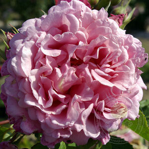 Bienvenue Rose Seedlings Flower Seeds Perennial Growing Bonsai Corms Tubers Potted Planting Reblooming Fragrant Garden Roots Rhizomes Species Blooms Plant Bulbs Gardening Tree
