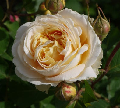 Dany Hahn Rose Seedlings Flower Seeds Perennial Growing Bonsai Corms Tubers Potted Planting Reblooming Fragrant Garden Roots Rhizomes Species Blooms Plant Bulbs Gardening Tree