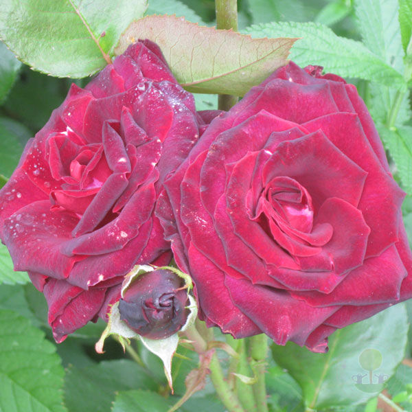 Black baccarat Rose Seedlings Flower Seeds Perennial Growing Bonsai Corms Tubers Potted Planting Reblooming Fragrant Garden Roots Rhizomes Species Blooms Plant Bulbs Gardening Tree