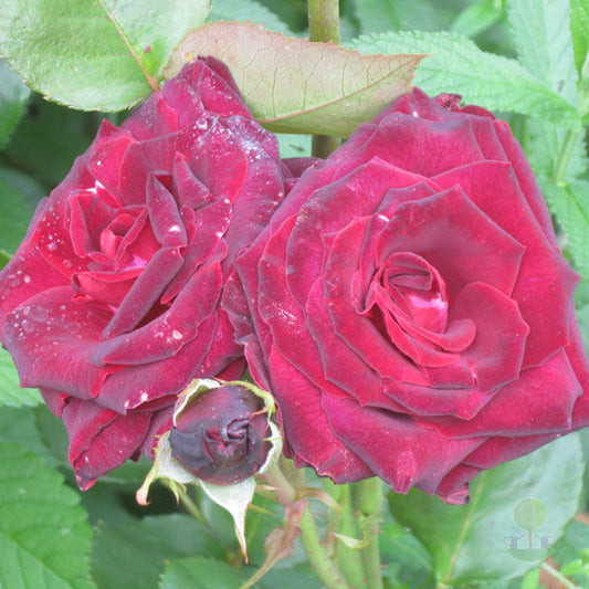 Black baccarat Rose Seedlings Flower Seeds Perennial Growing Bonsai Corms Tubers Potted Planting Reblooming Fragrant Garden Roots Rhizomes Species Blooms Plant Bulbs Gardening Tree