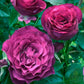 Wild Blue Yonder Rose Seedlings Flower Seeds Perennial Growing Bonsai Corms Tubers Potted Planting Reblooming Fragrant Garden Roots Rhizomes Species Blooms Plant Bulbs Gardening Tree