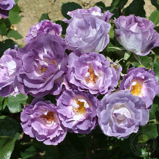 Blue fo yu Pacific drim Rose Seedlings Flower Seeds Perennial Growing Bonsai Corms Tubers Potted Planting Reblooming Fragrant Garden Roots Rhizomes Species Blooms Plant Bulbs Gardening Tree