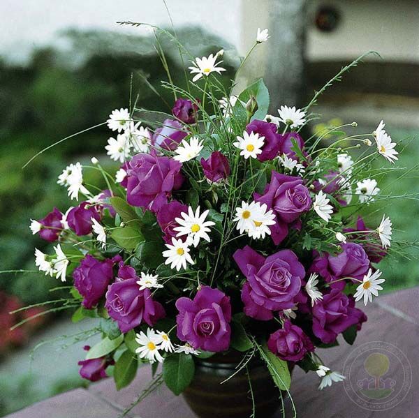 Blue Parfum Rose Seedlings Flower Seeds Perennial Growing Bonsai Corms Tubers Potted Planting Reblooming Fragrant Garden Roots Rhizomes Species Blooms Plant Bulbs Gardening Tree