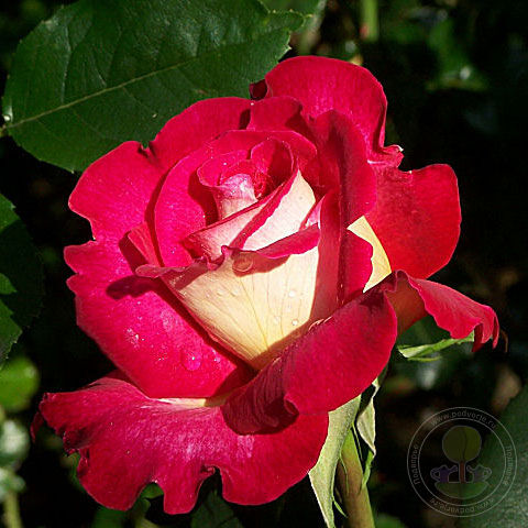 Bolshoi theatre Rose Seedlings Flower Seeds Perennial Growing Bonsai Corms Tubers Potted Planting Reblooming Fragrant Garden Roots Rhizomes Species Blooms Plant Bulbs Gardening Tree