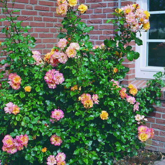 Bonanza Rose Seedlings Flower Seeds Perennial Growing Bonsai Corms Tubers Potted Planting Reblooming Fragrant Garden Roots Rhizomes Species Blooms Plant Bulbs Gardening Tree