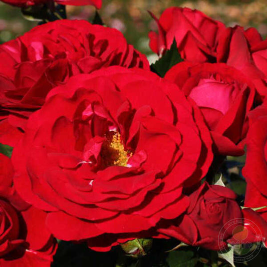 Bordeaux cordes Rose Seedlings Flower Seeds Perennial Growing Bonsai Corms Tubers Potted Planting Reblooming Fragrant Garden Roots Rhizomes Species Blooms Plant Bulbs Gardening Tree