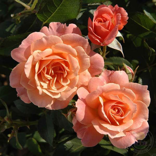 Bordure Abricot Rose Seedlings Flower Seeds Perennial Growing Bonsai Corms Tubers Potted Planting Reblooming Fragrant Garden Roots Rhizomes Species Blooms Plant Bulbs Gardening Tree