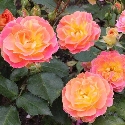 Bordure Camaieu Rose Seedlings Flower Seeds Perennial Growing Bonsai Corms Tubers Potted Planting Reblooming Fragrant Garden Roots Rhizomes Species Blooms Plant Bulbs Gardening Tree