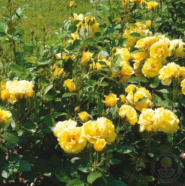 Bordure d'Or Rose Seedlings Flower Seeds Perennial Growing Bonsai Corms Tubers Potted Planting Reblooming Fragrant Garden Roots Rhizomes Species Blooms Plant Bulbs Gardening Tree