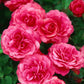 Bordure Magenta Rose Seedlings Flower Seeds Perennial Growing Bonsai Corms Tubers Potted Planting Reblooming Fragrant Garden Roots Rhizomes Species Blooms Plant Bulbs Gardening Tree