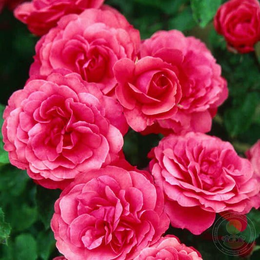 Bordure Magenta Rose Seedlings Flower Seeds Perennial Growing Bonsai Corms Tubers Potted Planting Reblooming Fragrant Garden Roots Rhizomes Species Blooms Plant Bulbs Gardening Tree