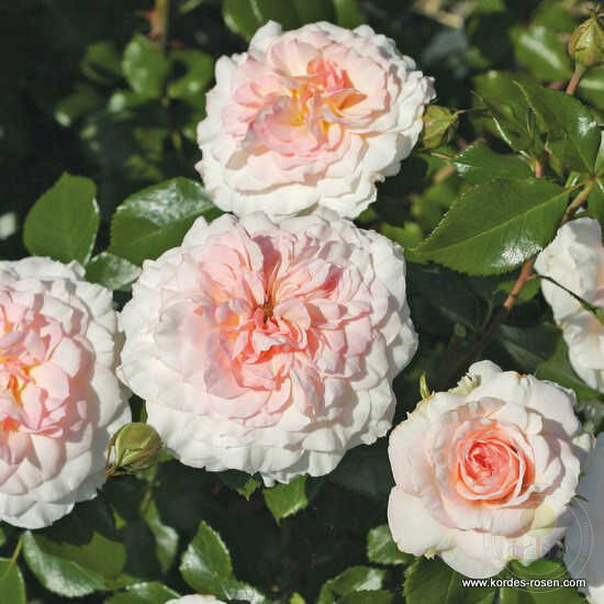 Bremen musicians of belami Rose Seedlings Flower Seeds Perennial Growing Bonsai Corms Tubers Potted Planting Reblooming Fragrant Garden Roots Rhizomes Species Blooms Plant Bulbs Gardening Tree